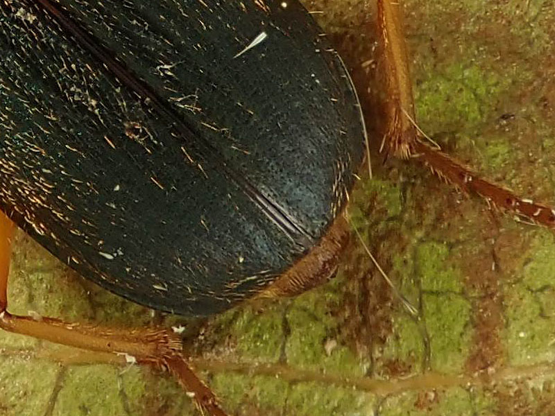 Carabidae: Brachinus elegans e B. psophia da confermare